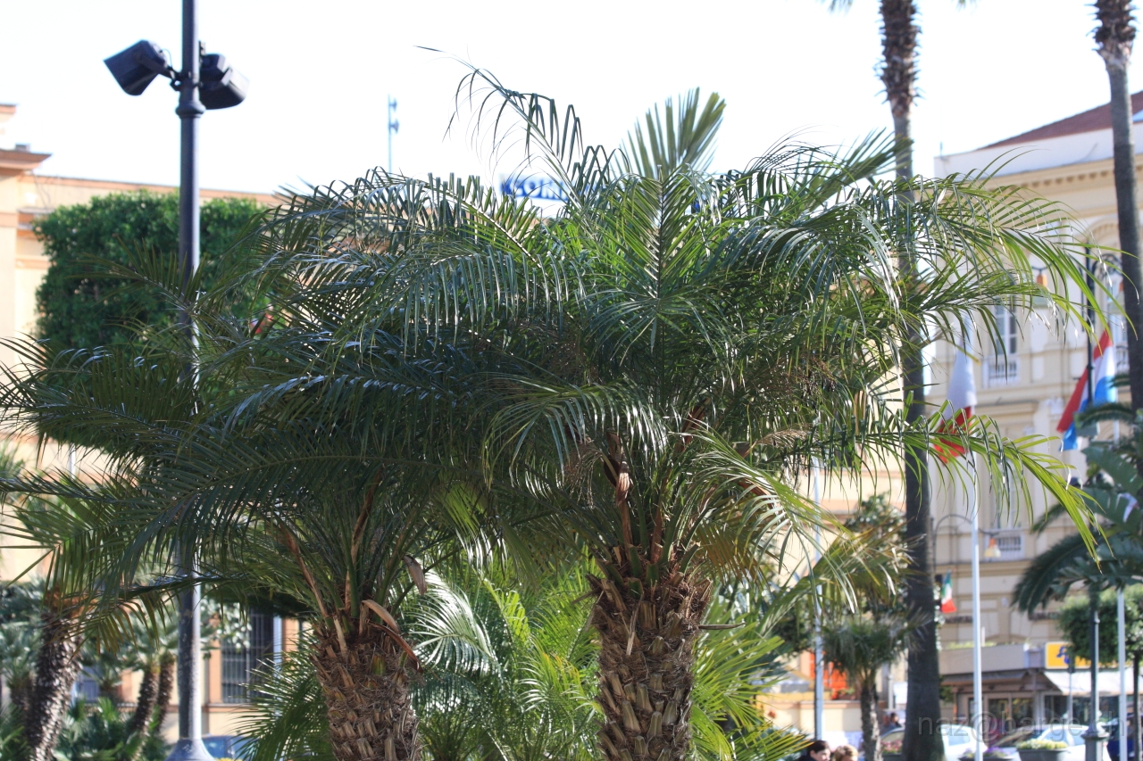 EOS 40D02_05_20120104.JPG